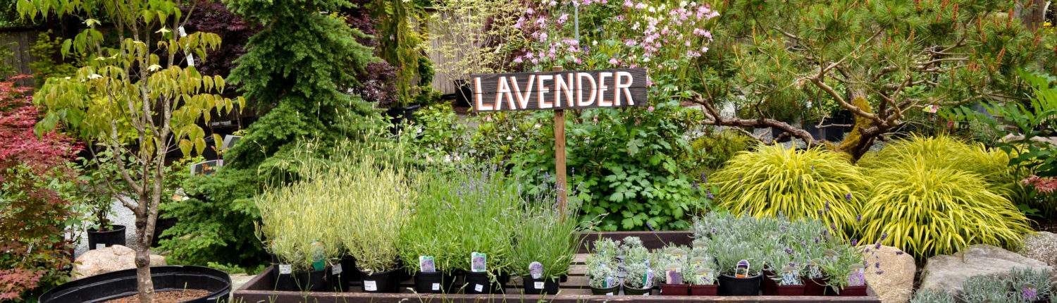 Venture Out Plant Nursery Whidbey Island, Whidbey Island Landscaping