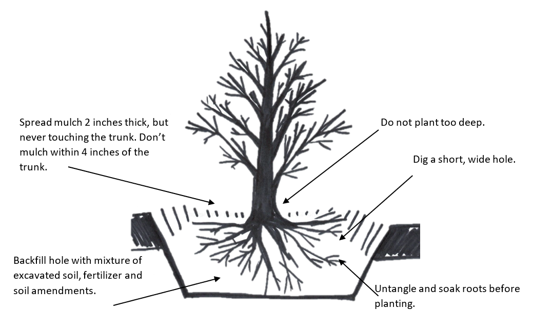 How to Plant a Bare Root Tree Venture Out Plant Nursery Whidbey Island